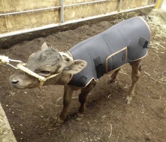 Calve Heat Jacket
